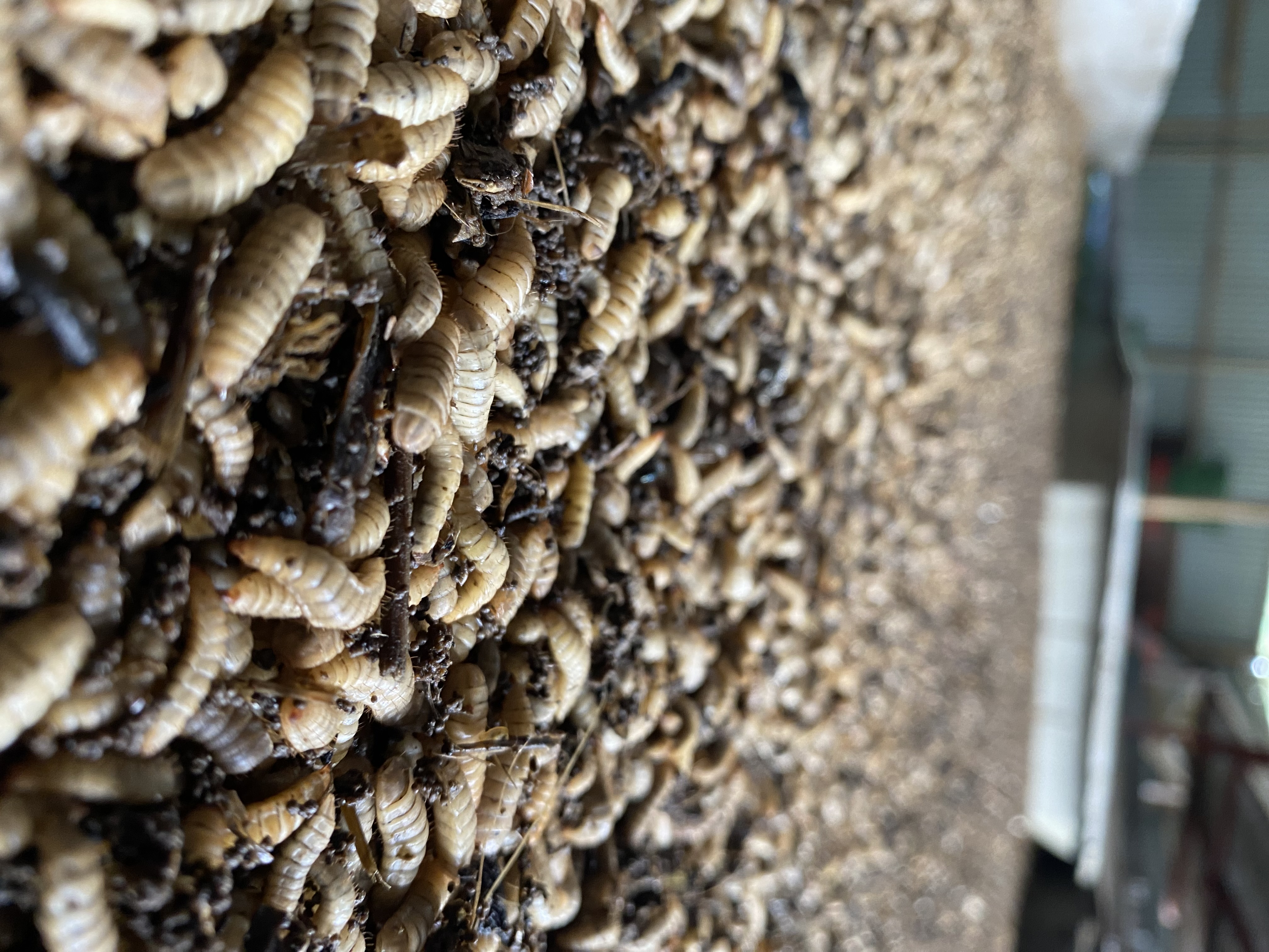 Animal feed maggot process